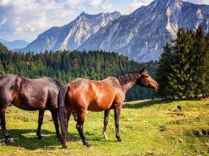 Routes à cheval