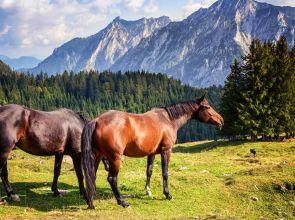 Routes à cheval